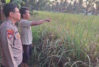 Dukung Ketahanan Pangan, Polsek Keritang Monitoring Tanaman Padi