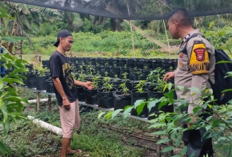 Bhabinkamtibmas Lintas Utara Dampingi Petani Cabai Rusli, AKP Yosi Apresiasi Inovasi Polibek