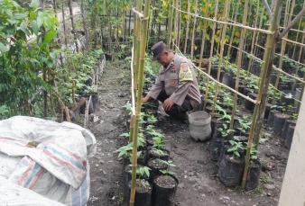 Bhabinkamtibmas Desa Pengalihan Sambangi Pekarangan Warga Dukung Program Ketahanan Pangan