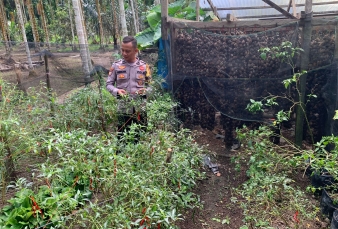 Aipda Andromik Cek Kebun Cabe Sungai Iliran, Polsek GAS Pastikan Ketahanan Pangan Jalan