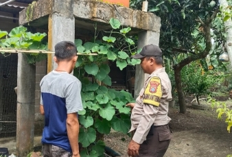 Bripka Heru Susanto Turun ke Jl Negara, Pekarangan Bagan Jaya Dikebut Produktifitasnya