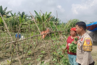 Bhabinkamtibmas Desa Petalongan Sambangi Kebun Cabai Warga, Dukung Program Ketahanan Pangan