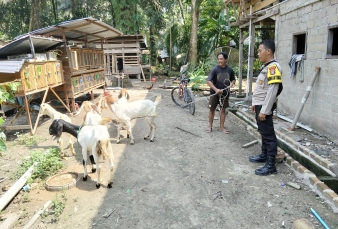 Bhabinkamtibmas Desa Petalongan Sambangi Peternakan Kambing Warga dalam Mendukung Ketahanan Pangan