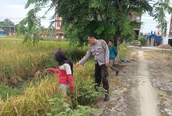 Kapolsek Keritang Dorong Ketahanan Pangan, Kanit Samapta Sambangi Lahan Padi Warga di Kotabaru Reteh