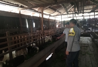 Parit 3 Darat Jadi Bukti Sinergi Polri dan Warga Jaga Swasembada Daging