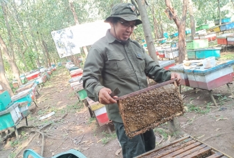 Jejak Manis Mas Sugeng, Menikmati Wisata Edukasi Lebah Madu di Tengah Hutan Akasia Riau