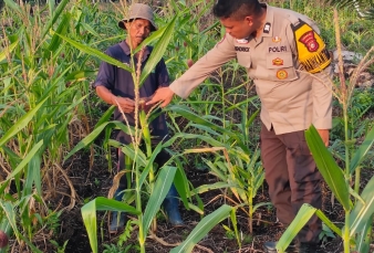 Dari Dusun Pelangi untuk Inhil, Bhabinkamtibmas Kawal Pertumbuhan Jagung
