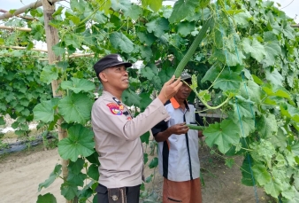 Bhabinkamtibmas Desa Petalongan Polsek Keritang Sambangi Kebun Gambas Warga, Dukung Program Ketahanan Pangan